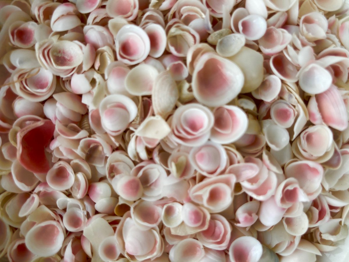 貝とりんご 貝殻日和 on X