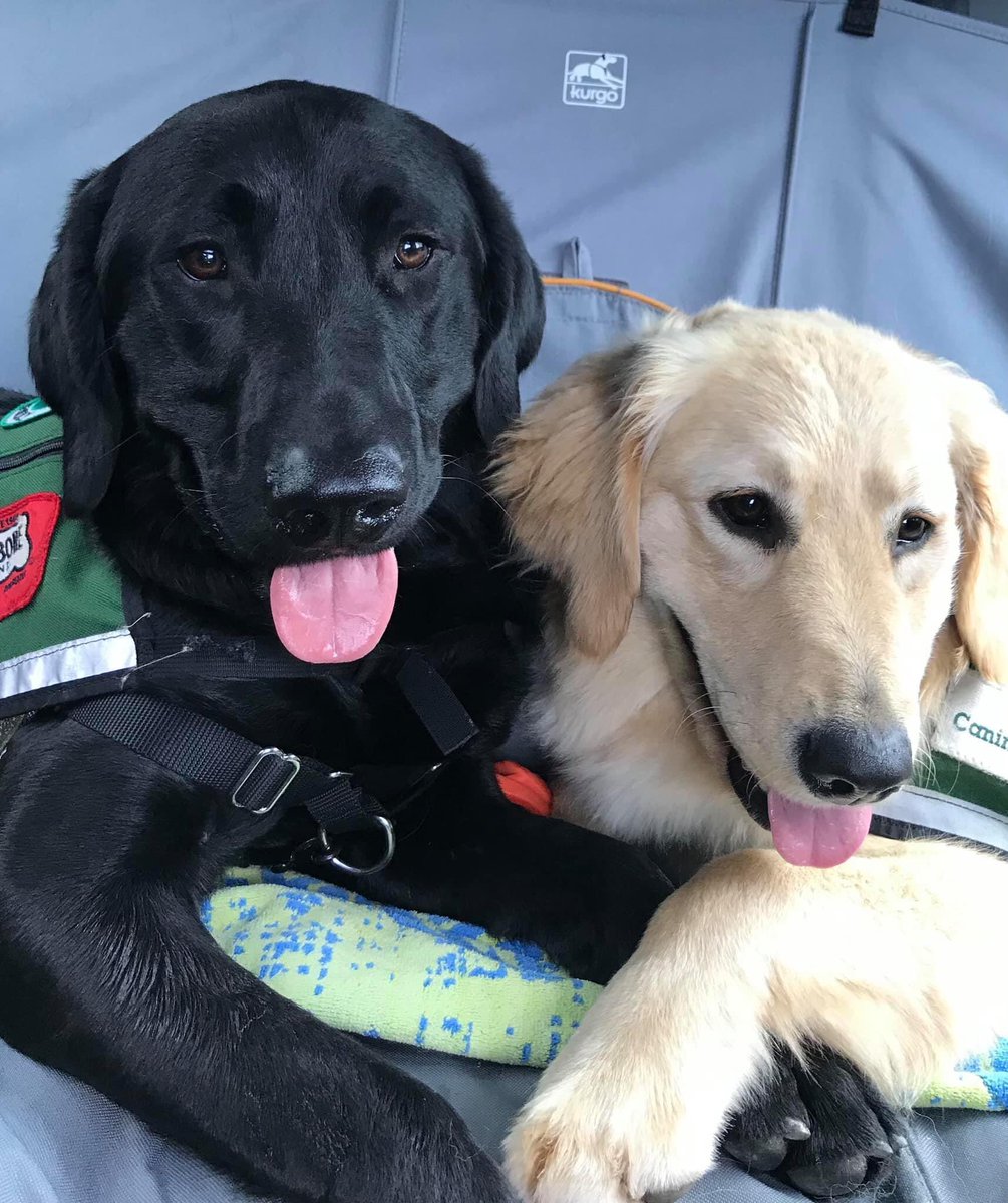 CanineAssistant's tweet photo. Happy (double!) #TongueOutTuesday! 

These two have had a fun day learning about the world they will soon be working in, but for now? Cuddles. 

#FutureServiceDogs #CanineAssistants #FunOutings #Cuddles #ServiceDogs https://t.co/utZxru5XUx