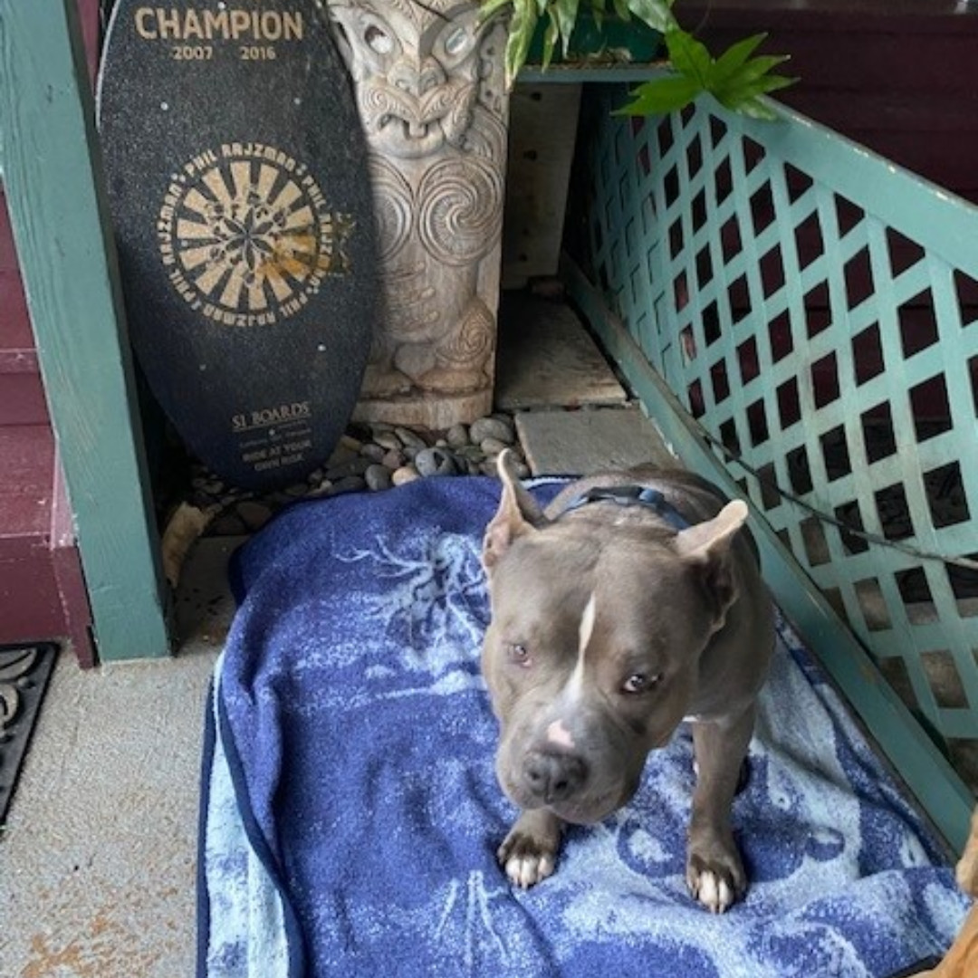 Armstrongbuildr's tweet photo. When we asked our team to share their pet photos for use in a company ad for @hawaiianhumane , boy did they deliver!  We couldn't use them all so we are sharing them on our social media.  Many are #rescuepets too! #HawaiianHumane https://t.co/OTWQW4jIpO