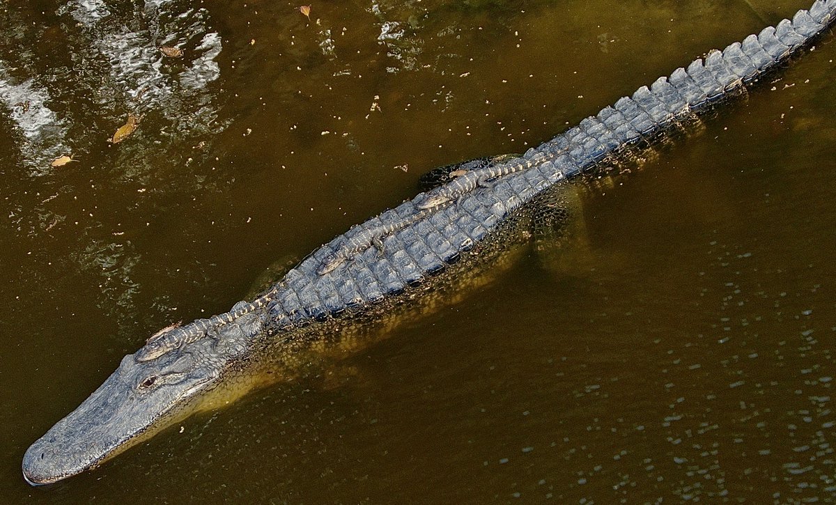 marcorasi1960's tweet photo. Alligator with three sleeping babies on its back -- Scout Island, City Park, New Orleans https://t.co/JL5ciL7LB6