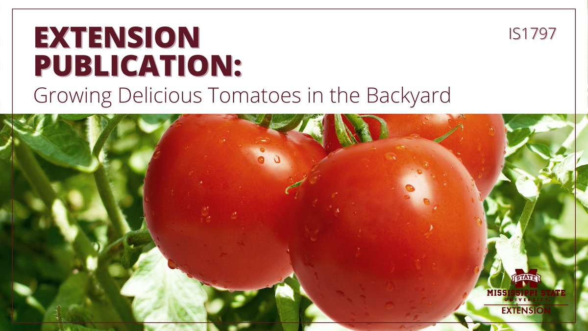Want to try your hand at growing your own tomatoes but don't know where to start?! We've got you covered.

👉This Extension publication will help you know how to plant and care for your tomatoes: ow.ly/3XO150EhZvq #ExtensionHasAnswers #MSUext 🍅