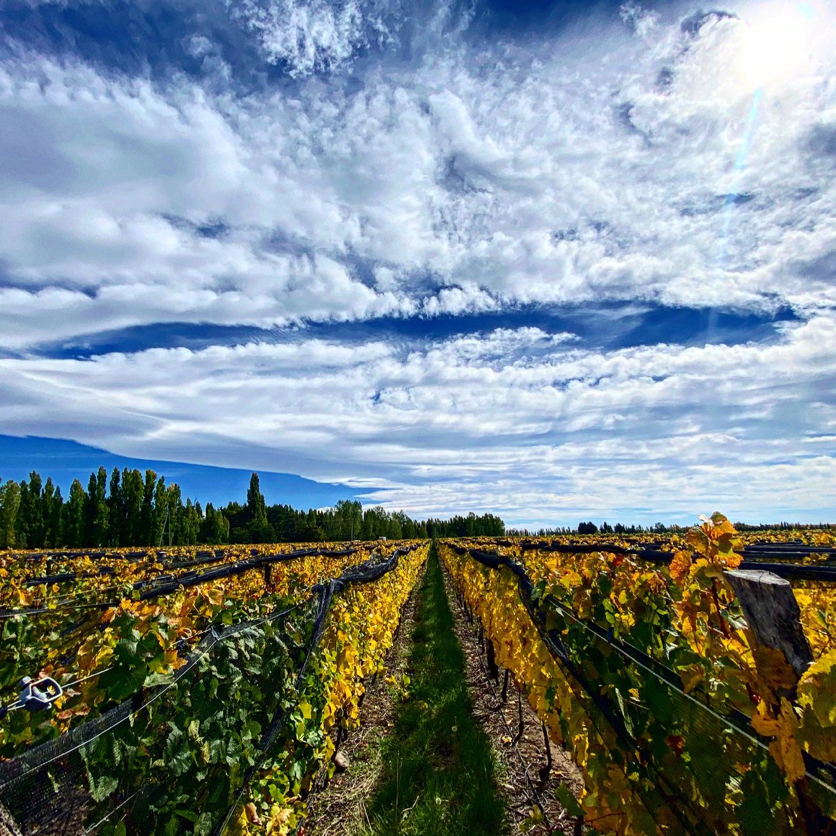 alevigilmalbec's tweet photo. Bones con amor #mendoza #wbones #chardonnay @CatenaMalbec https://t.co/YfSotAjQW3