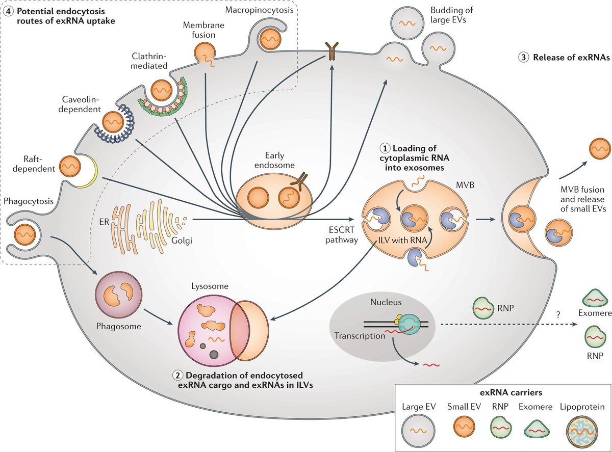 McManus Lab @ UCSF (@mcmanus_lab) on Twitter photo Check out our newest <a href="/NatureRevGenet/">Nature Reviews Genetics</a> review by our postdoc <a href="/sciart_HGruner/">Hannah Gruner Ph.D.</a> on extracellular #RNA function in mammals! 🧬🧫🐁 We argue that more robust evidence is needed to definitively claim #exRNAs as a medium of cell–cell communication in mammals
nature.com/articles/s4157… Check out our newest <a href="/NatureRevGenet/">Nature Reviews Genetics</a> review by our postdoc <a href="/sciart_HGruner/">Hannah Gruner Ph.D.</a> on extracellular #RNA function in mammals! 🧬🧫🐁 We argue that more robust evidence is needed to definitively claim #exRNAs as a medium of cell–cell communication in mammals
nature.com/articles/s4157…