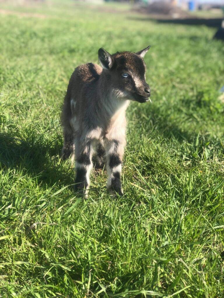 jocksirjay's tweet photo. Meet Snickers, 1 of 2 goats that’ll be at the listening party for #BillyII. Come vibe with us and remember to bring ya dollars for $1 Polaroids! #April15th https://t.co/nqDNb6JU4A