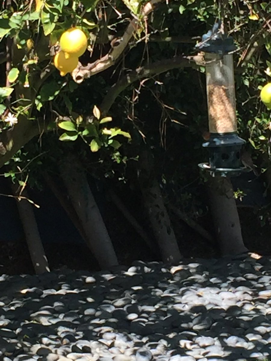 realssullivan's tweet photo. My bird feeder is the beating heart of my backyard. #sharinghelps https://t.co/w2FGciBOZR