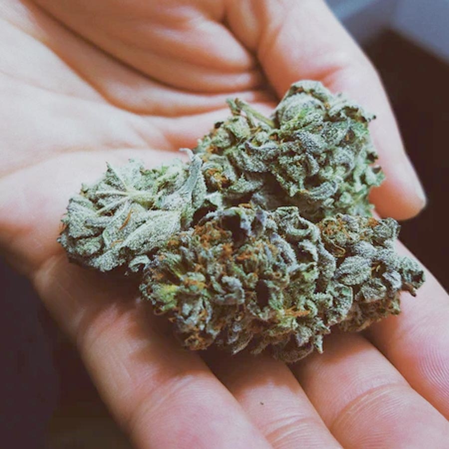 GetKushCa's tweet photo. An award-winning cannabis strain with mood-elevating properties, a long-lasting euphoric high -- the hybrid Bubblegum is renowned for its heavy full-body effects that leave users relaxed and pain-free. 😶 https://t.co/MzfhkVY0Ot
