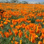 In honor of our Founder + California-native, we wish you a very Happy California Poppy Day! An official holiday since 2010!

📸Antelope Valley CA Poppy Preserve; by roger_ipa on Flickr 

#doingourpart #CaliforniaPoppyDay #BRAVOevents