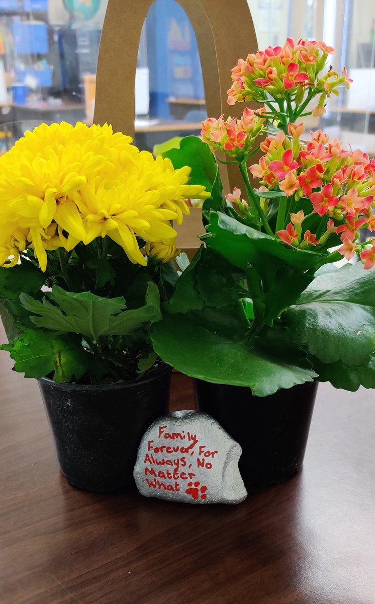 Beautiful Rock and Plants! 😍 This made my morning! Thank you <a href="/RoxanneJGtz/">Roxanne Gutierrez</a>