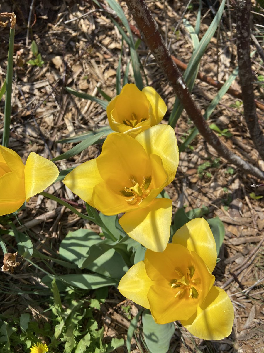 A beautiful day to work outside <a href="/Hillcrest_BCPS/">Hillcrest Elementary</a> <a href="/ramos_maria1/">Maria Ramos</a> <a href="/mrsLShortt/">Lisa Griffin-Shortt</a>