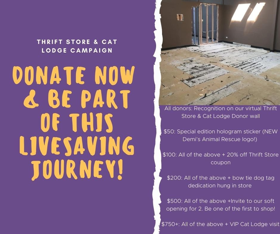 #Denver ANIMAL LOVERS! Support our capital campaign for the Thrift Store &amp; Cat Lodge! 3,094 adult and senior cats were euthanized in Colorado shelters in 2019 - we will be working to close this gap &amp; provide a space for the harder to adopt kitties! demisanimalrescue.com/thrift/