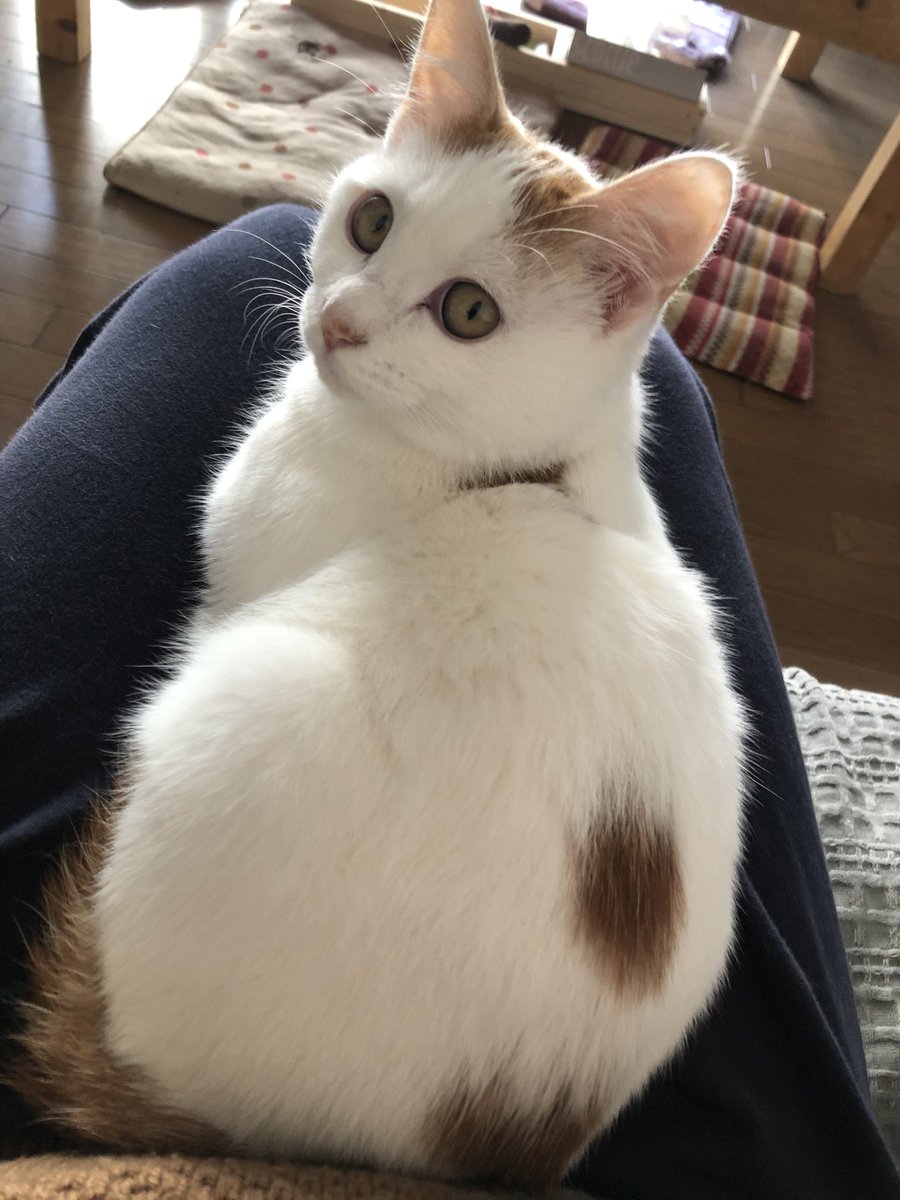 ノイ 拾い猫 令和2年冬生まれ おはようございます 今朝は肌寒いのでノイたそもおヒザの上から動こうとしません 名前を呼ぶと振り向いてくれるのが可愛くて仕方ないです W O
