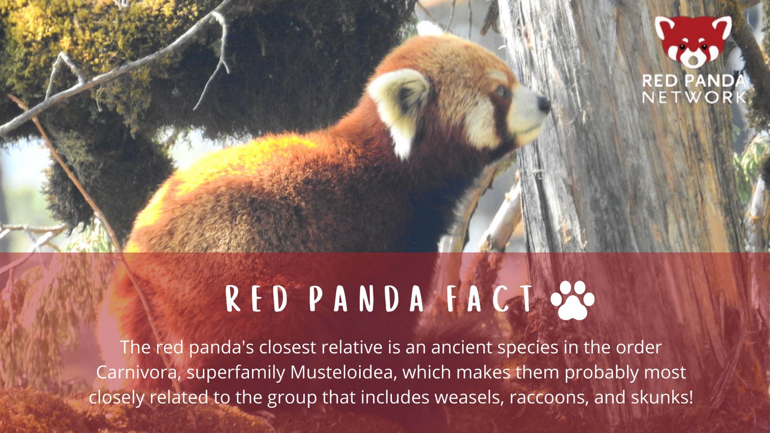 Uzivatel Red Panda Network Na Twitteru The Red Panda S Name Might Lead You To Think That Its Closest Relative Is The Giant Panda But It S Not T Co Yzrzk4ufm4 T Co Dc3da31ruc Twitter