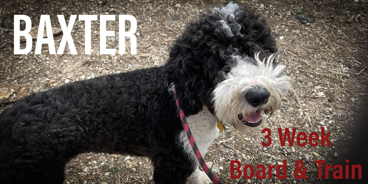 We Welcome Baxter to his 3 Week Board &amp; Train!!!  
He is an English Sheepdog Doodle ... And super smart!!!