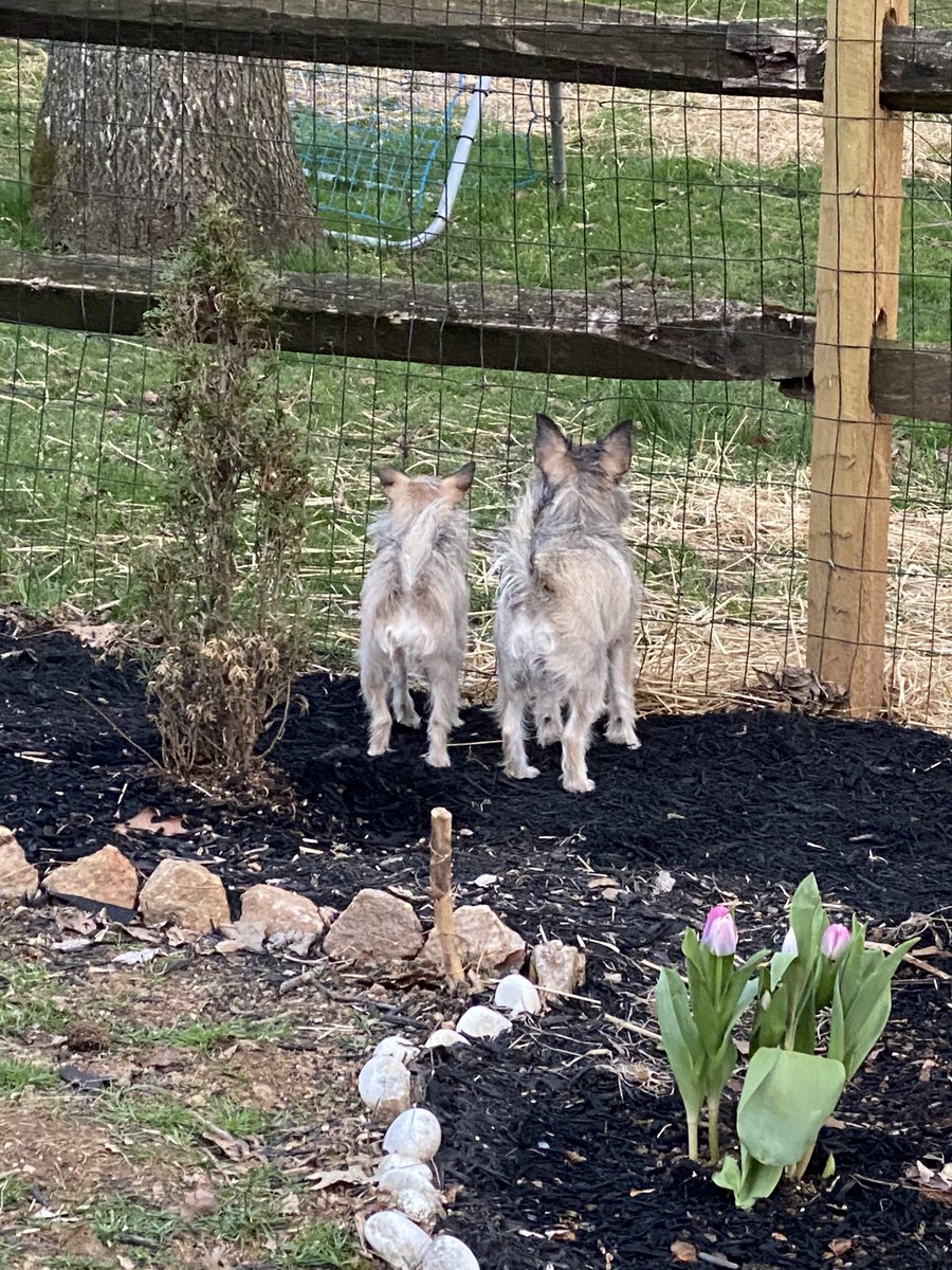 KafuRubi's tweet photo. We always stand together 💙❤️ #DogsofTwittter #sillydogs #SpringTime https://t.co/VbjEn1ZCEs