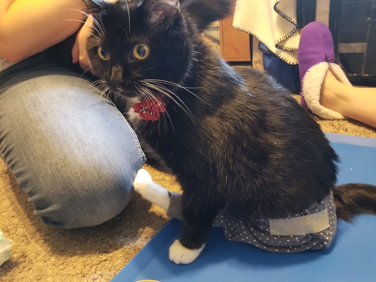 fancy pants for cats