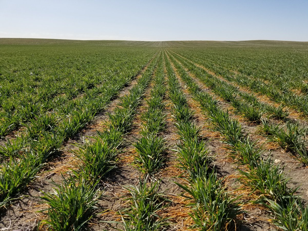 CentrolLLC's tweet photo. Back for another year crop scouting and the winter wheat is already ahead of me.  #wheat https://t.co/pRHJcOmYx1