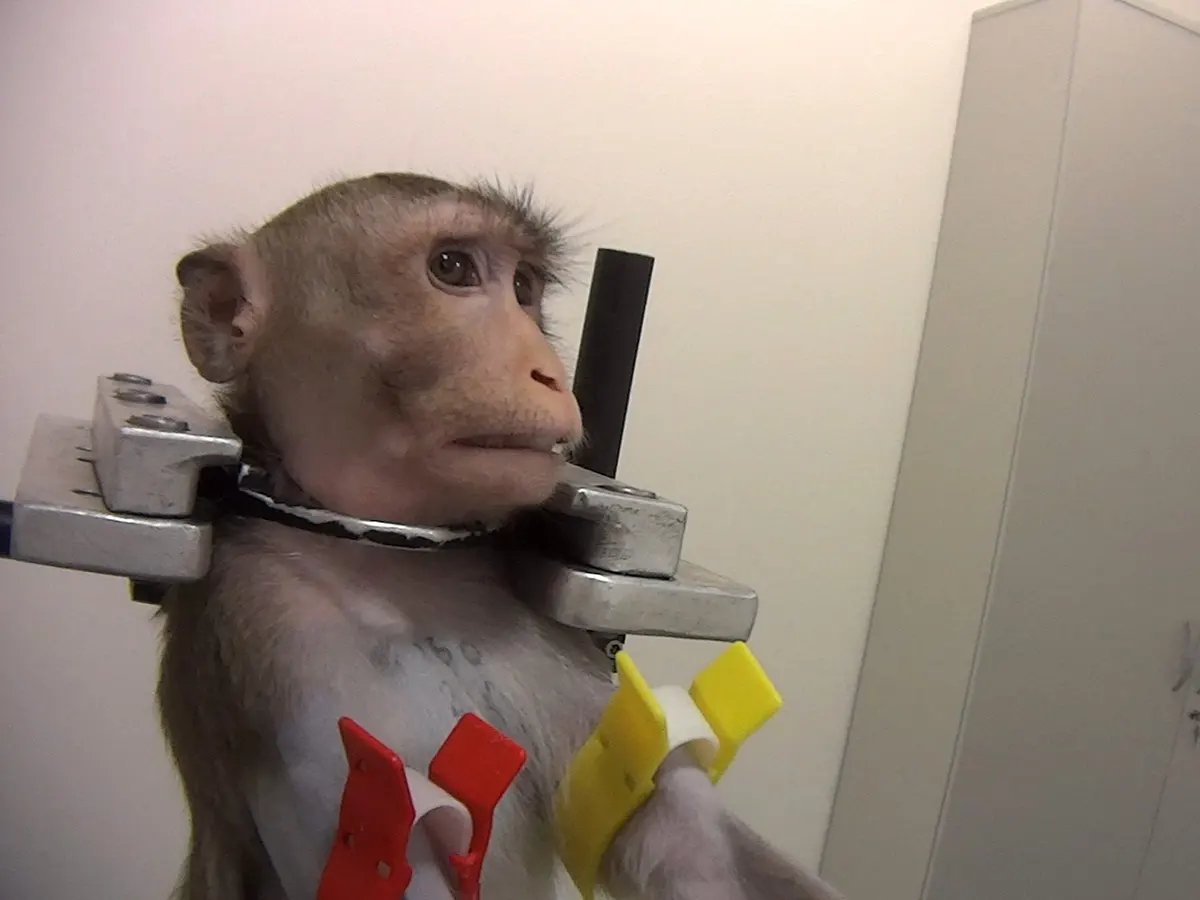 they were working on this electrode research at the Yerkes National Primate Research Center, lol. apparently they were able to get primate mothers to ignore their crying babies, choosing instead to press the orgasm button over and over.