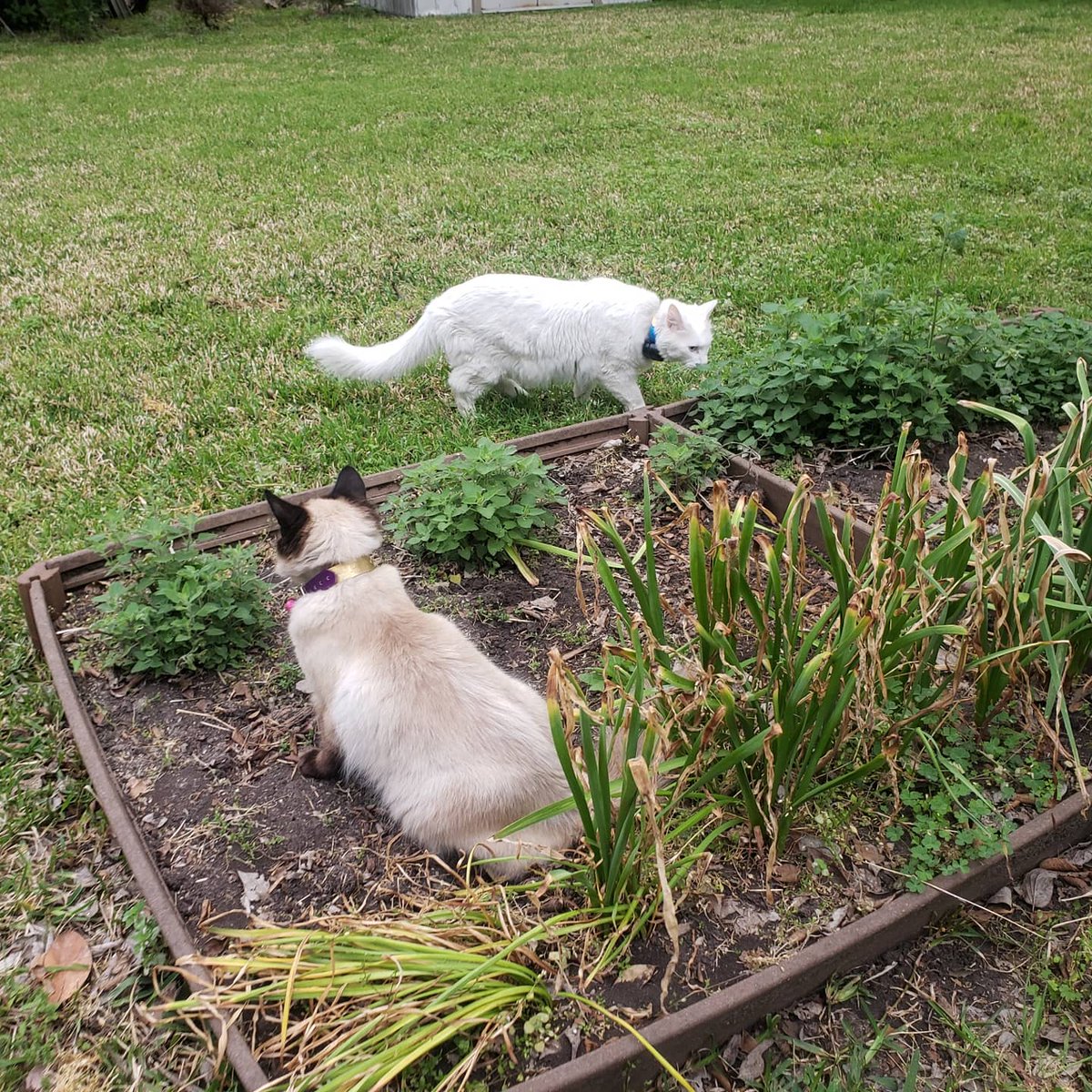 Tending the royal gardens