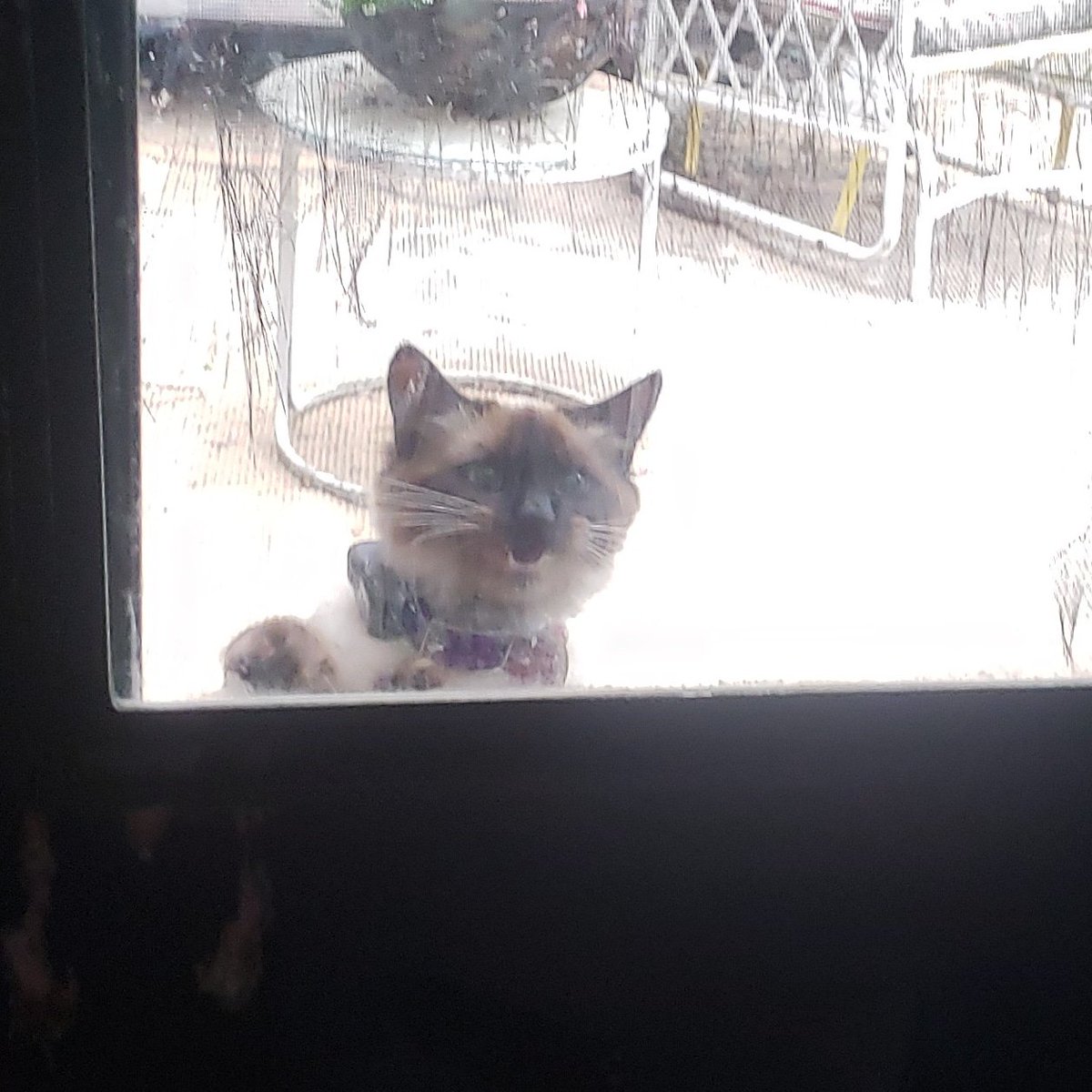 Boo The Deaf Kitty and Bug (@boothedeafkitty) on Twitter photo 