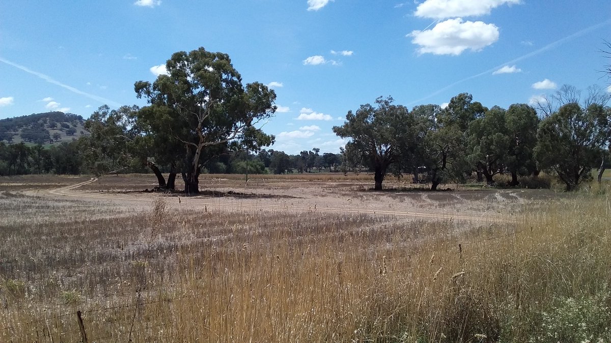 pfwaus's tweet photo. #eucalypt trees in the dry paddocks at #Boree #NSW #NewSouthWales #Australia #WildOz #nature #travel #TravelOz https://t.co/PprJi3EivO