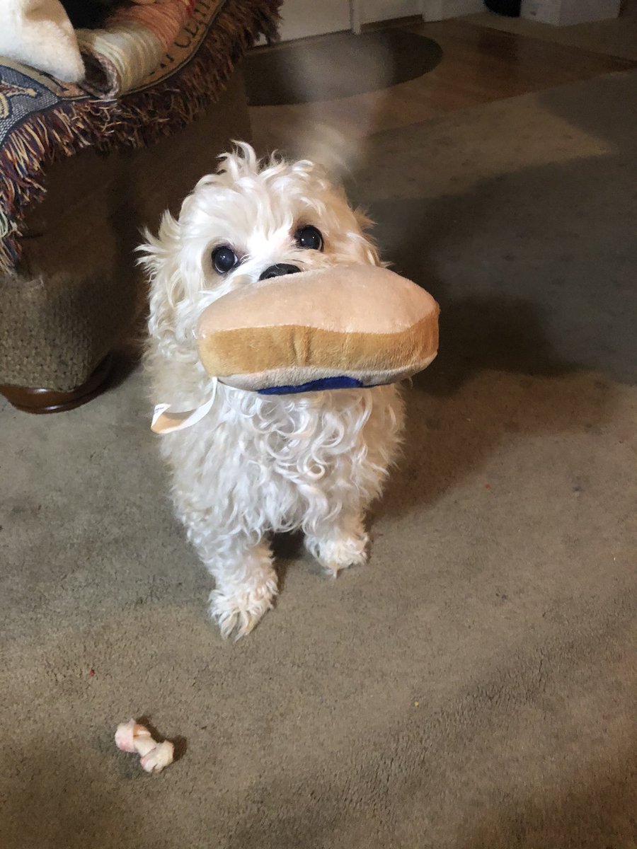 3Cheers4Carlos's tweet photo. Life will NEVER be the same..... #missyouangel losing a pet is so damn hard to process ....just makes you want to go back in time and cherish those memories TWICE as much.....I’ll love you FUREVER my baby Taco girl.... 😭🐶💞🌈 https://t.co/Blvd74ky7w