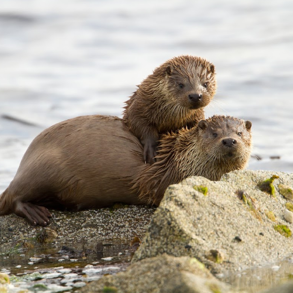 #DidYouKnow That river otters can stay underwater for almost eight minutes?  In a single dive, a river otter can travel as deep as 60 feet | SunriseRidge.ca