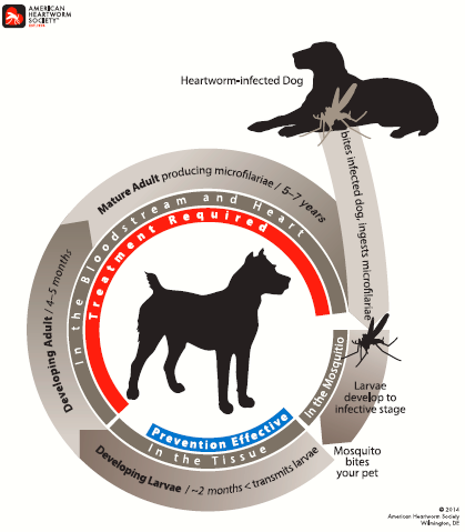 SigVetSvc's tweet photo. What do you know about heartworm disease? Do you give your pet heartworm prevention every month? Check out our blog post to learn more! #heartwormpreventionmonth #preventabledisease #pethealth https://t.co/pubtGxZJ3I https://t.co/JONhl1ZGfI