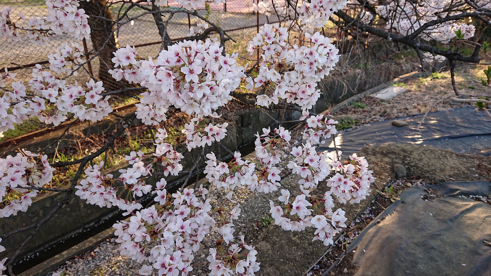 竹林院 伊三入道 信州上田おもてなし武将隊 おはようございまする 4月7日 今日の誕生花 は桜です 別名 夢見草 夢の中でも良いから会いたい人はいますか 桜にはそんな思い出の人に会いたくなる 不思議な力があるように思います 楽しい思い出も切ない