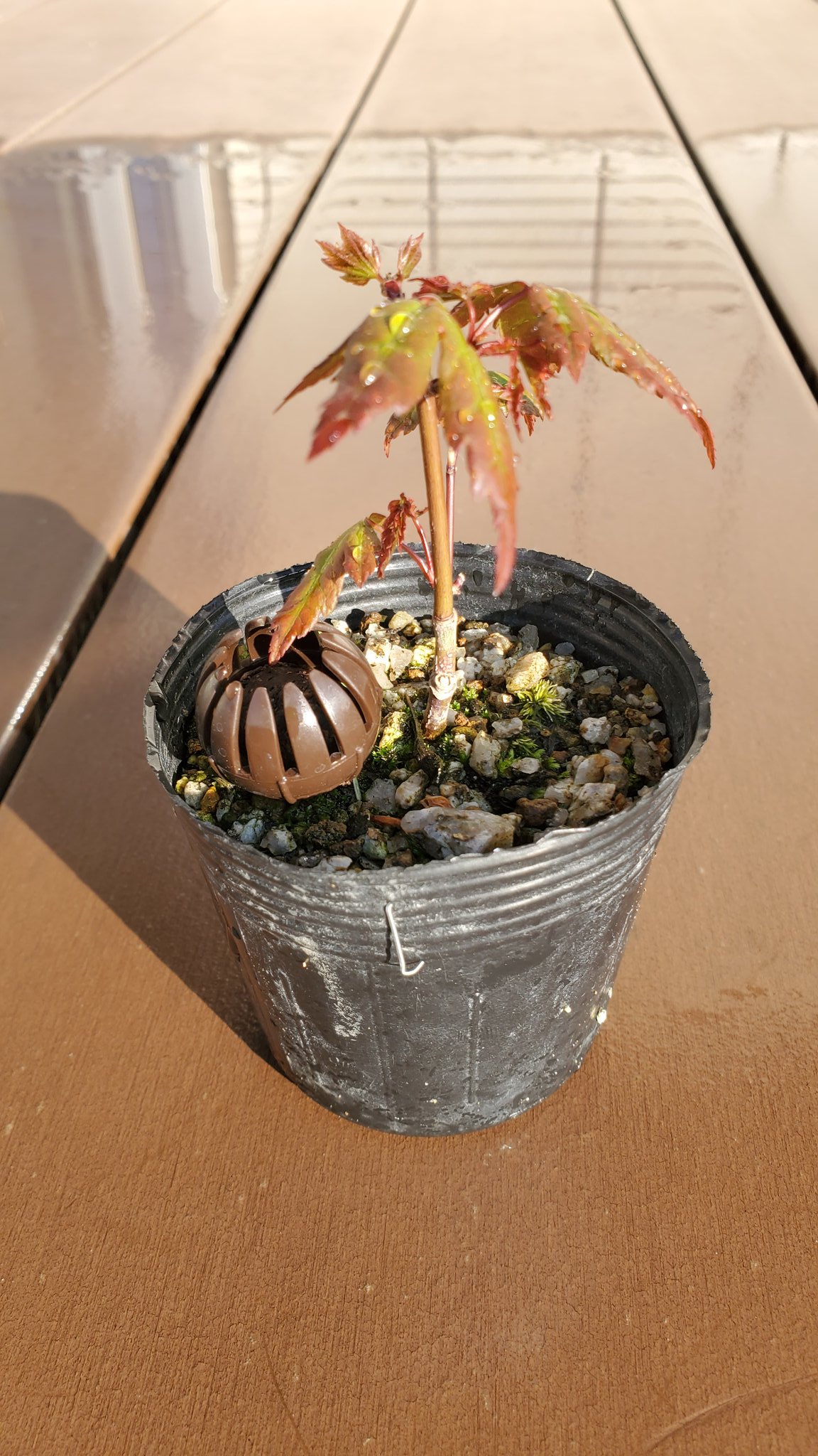 ツツクノスケ おはようございます 最近 少し仕事が忙しく なりつつあり 帰りが遅くなって 水やりが夜になってしまう 朝に 切り替えた方がよいかな モミジって この時期の新しい 葉が赤から緑色にかわるマダラ の時も 綺麗ですよね ツツクノスケ おはようございます 最近 少し仕事が忙しく なりつつあり 帰りが遅くなって 水やりが夜になってしまう 朝に 切り替えた方がよいかな モミジって この時期の新しい 葉が赤から緑色にかわるマダラ の時も 綺麗ですよね
