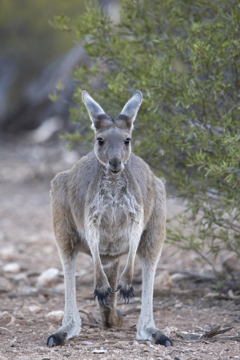 David John Eldridge (@dj_eldridge) on Twitter photo Unmanaged #kangaroos present major challengers for #agricultural producers. Our recent work shows benign effects of low kangaroo densities on soil health in a peri-urban environment doi.org/10.1111/emr.12… <a href="/GeoS4m/">Samantha Travers</a> <a href="/jingyiding1/">Jingyi_arideco</a> <a href="/AusRangeSoc/">Aus Rangeland Soc</a> Unmanaged #kangaroos present major challengers for #agricultural producers. Our recent work shows benign effects of low kangaroo densities on soil health in a peri-urban environment doi.org/10.1111/emr.12… <a href="/GeoS4m/">Samantha Travers</a> <a href="/jingyiding1/">Jingyi_arideco</a> <a href="/AusRangeSoc/">Aus Rangeland Soc</a>
