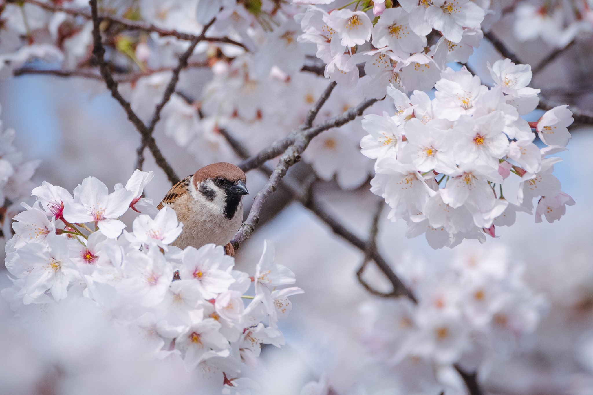 Biggate4444 毎日スズメ今年で5年目 桜とスズメさん この風景を見られるのもまた来年 １年に１回だけだから綺麗に撮れてよかった 僕のとても大事な春の仕事 スズメ すずめ スズメ観測 ちゅん活 Sparrow 鳥 野鳥 桜 さくら 野鳥撮影 野鳥