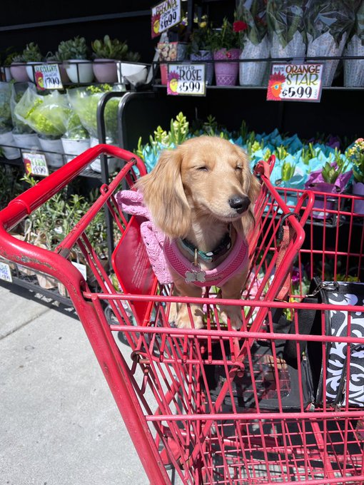 trader joe&rsquo;s trips with zo 🌻 https://t.co/RG8MVE1TOA