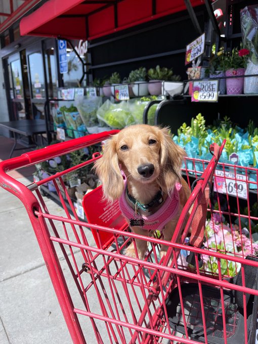 trader joe&rsquo;s trips with zo 🌻 https://t.co/RG8MVE1TOA