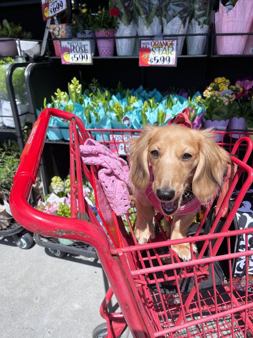 trader joe&rsquo;s trips with zo 🌻 https://t.co/RG8MVE1TOA