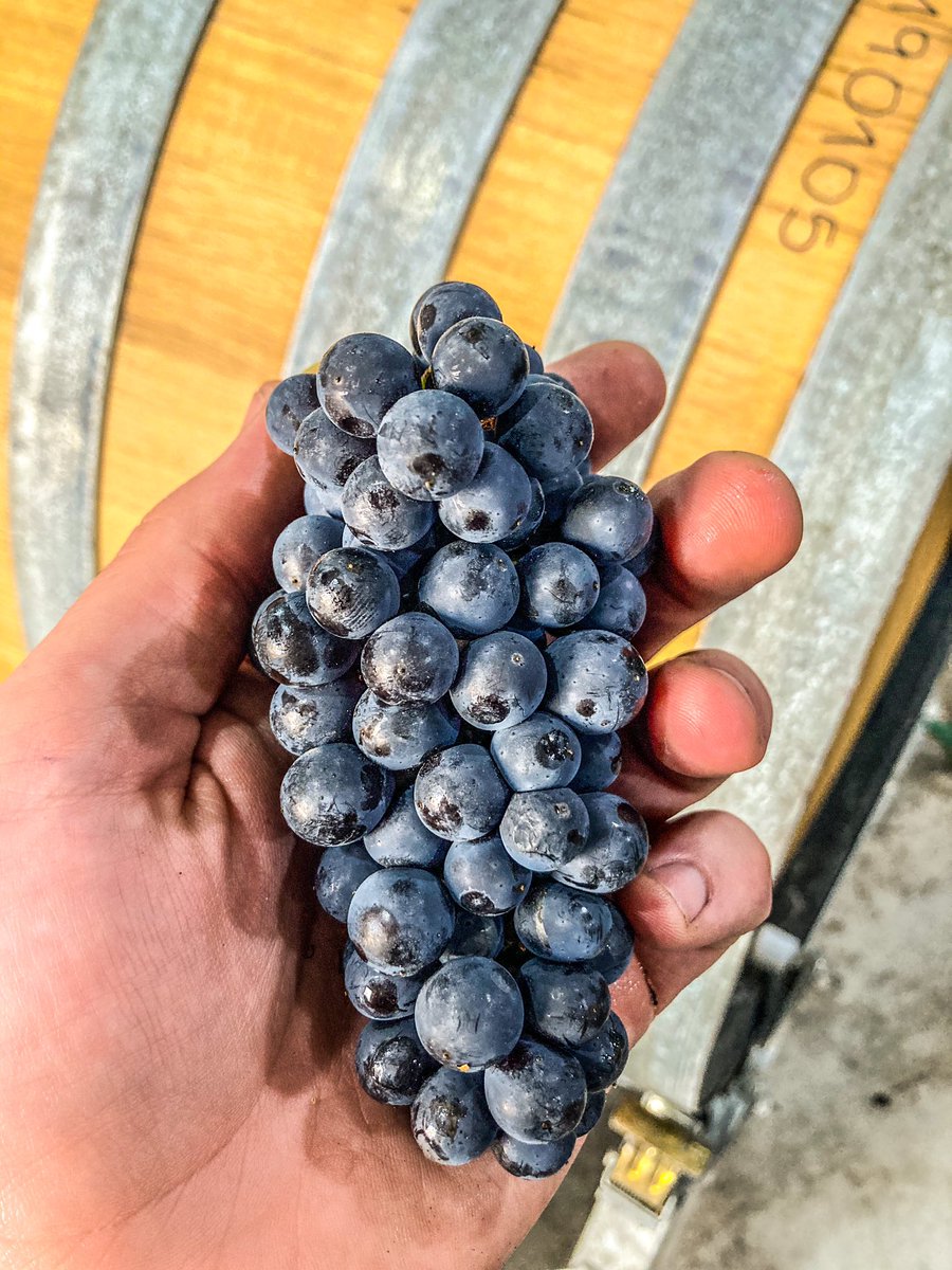 Último día de cosecha de Pinot Noir! 
Terminando con la parcela Le Paradis de Gualtallary, a 1500 m 🍇

Gran año para el Pinot Noir.

#PinotNoir
#DomaineNico