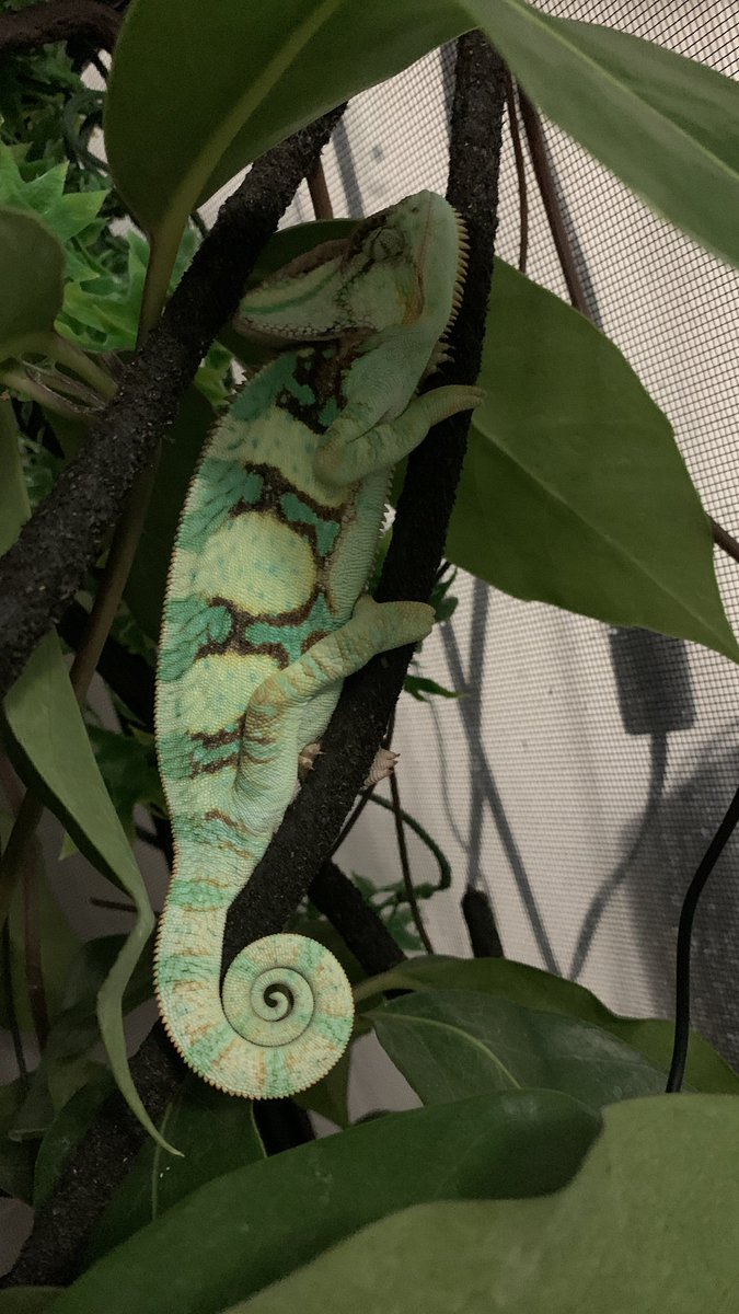 minbean_'s tweet image. Auntie, Soror Warwick, look at me &amp;amp; my son Megatron the Chameleon 💙🥰 #dionnewarwick