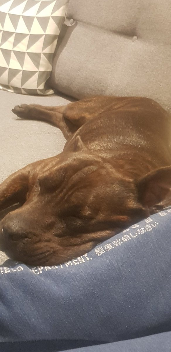 sharpullcoco's tweet photo. Sometimes fwens those hoomans of ours just need us to take them out for some fresh air! I had the absolute bestest couple of days! Yesterday beach today out in the hills!! And im still doing me a good girl around other doggos! Now im zonked! https://t.co/uaWkZyiNkV