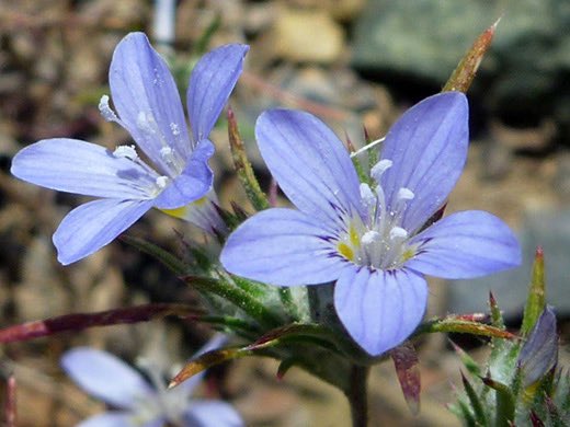 My intro to plant families starts with Polemoniaceae, which is the most basic flower. So we can learn flower anatomy and a family at the same time. This is the flox family which is found in landscaping, wildflowers, and crayon drawings. Flowers have 5 petals and 5 stamens.