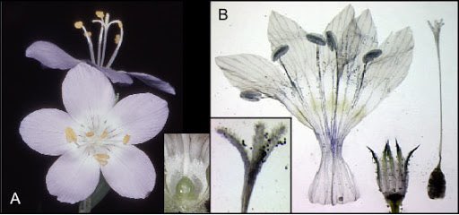 My intro to plant families starts with Polemoniaceae, which is the most basic flower. So we can learn flower anatomy and a family at the same time. This is the flox family which is found in landscaping, wildflowers, and crayon drawings. Flowers have 5 petals and 5 stamens.