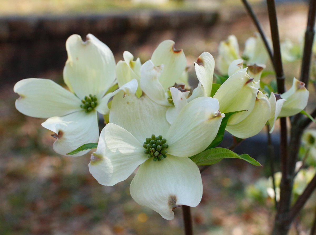 The dogwood blossoms are beginning to pop open after the brief chill we had a few days ago.
.
.
.
#OakdaleCemetery #ILM #dogwood 
#DowntownWilmington #dogwoods #SpringFlowers