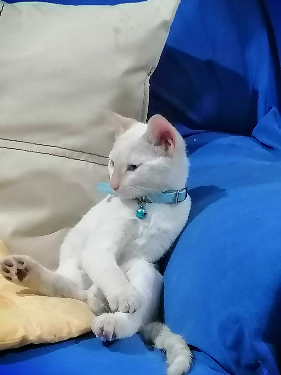 ComicAldo's tweet photo. Banda... Eemm alguien me explica porque mi gato se sienta así)?
Lo digo para prepararme si de la nada camina en 2 patas e empieza a hablar en español xd
#Gato #Fumadas https://t.co/OsI3ALa6sS