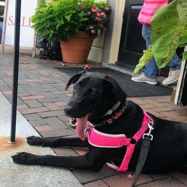 We couldn't miss our DoG of the week! Meet Scout; she may be our spirit animal as she loves walking on DoG Street, taking trips and sitting in the sun 🌞❤️

#dogsofdogstreet