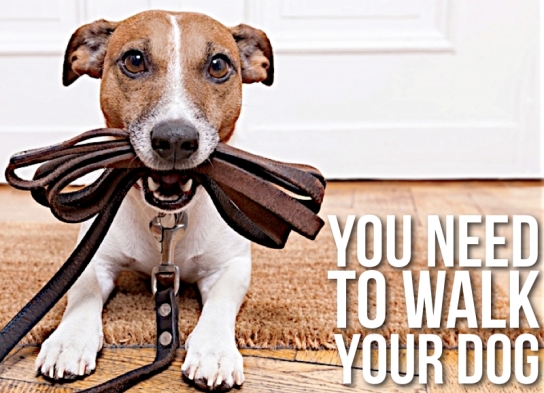 Today is National Walking Day!  As the weather turns warmer get out there with your dogs and stroll around town!

nationaltoday.com/national-walki…