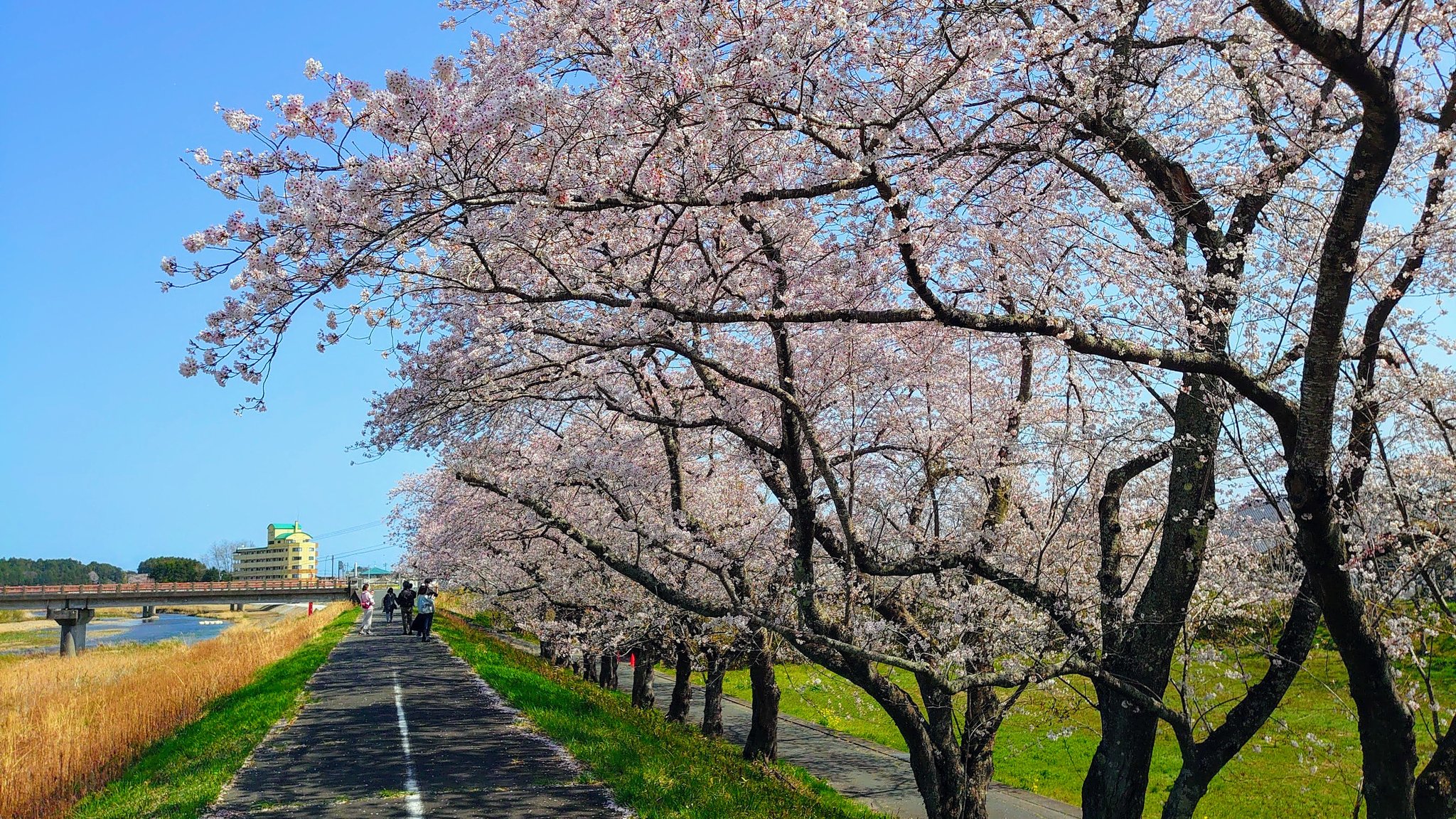 定休日 浪江の桜並木を新職場のデスクpcの壁紙にした これからは季節にあわせて四半期ごとに壁紙を変えようと思う T Co Aw6lfb7mv2 Twitter