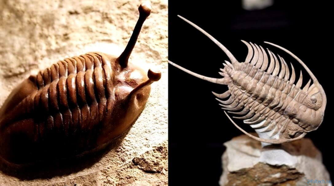 1 существо на земле. эдиакарская биота. эдиакарская фауна представители. морской медведь тихоходка.