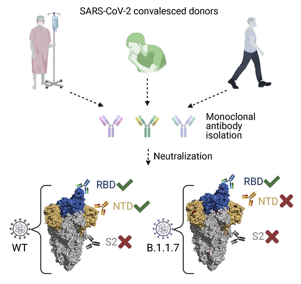 #SARSCoV2_Spike #B117_variant | Neutralization potency of monoclonal antibodies recognizing dominant and subdominant epitopes | Katie Doores <a href="/KingsCollegeLon/">King's College London</a> <a href="/ImmunityCP/">Immunity</a> buff.ly/3rQBNgw