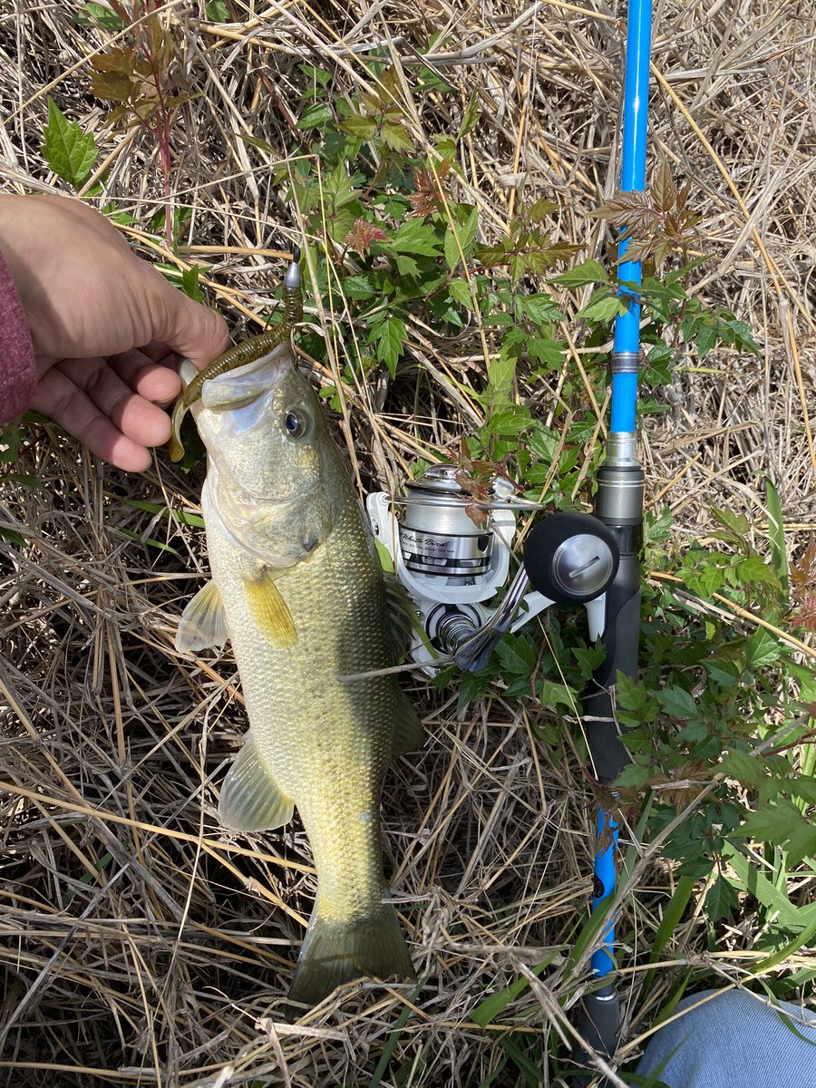 It sure was one super windy day, but i managed to land a few! Put a crank from <a href="/MysteryTackleBx/">Mystery Tackle Box</a> to work along with the 5” poc’it phenom from <a href="/TwisterFishing/">Mister Twister</a>. <a href="/JoSandoval09/">JoAnne</a> <a href="/rocketman087/">Athie Torres</a> @ggustavo223 <a href="/Man_I_Fish/">Mr. Bank Yanker</a> <a href="/lapbass/">MarkE</a> <a href="/BHOAdventures/">Turbo Buzz Lures</a> <a href="/MamaLovesToFish/">Katie Beneveds</a> <a href="/NCB_LureCo/">Nate’s Custom Baits LLC</a> <a href="/BassingGal/">Barbara Harris</a>