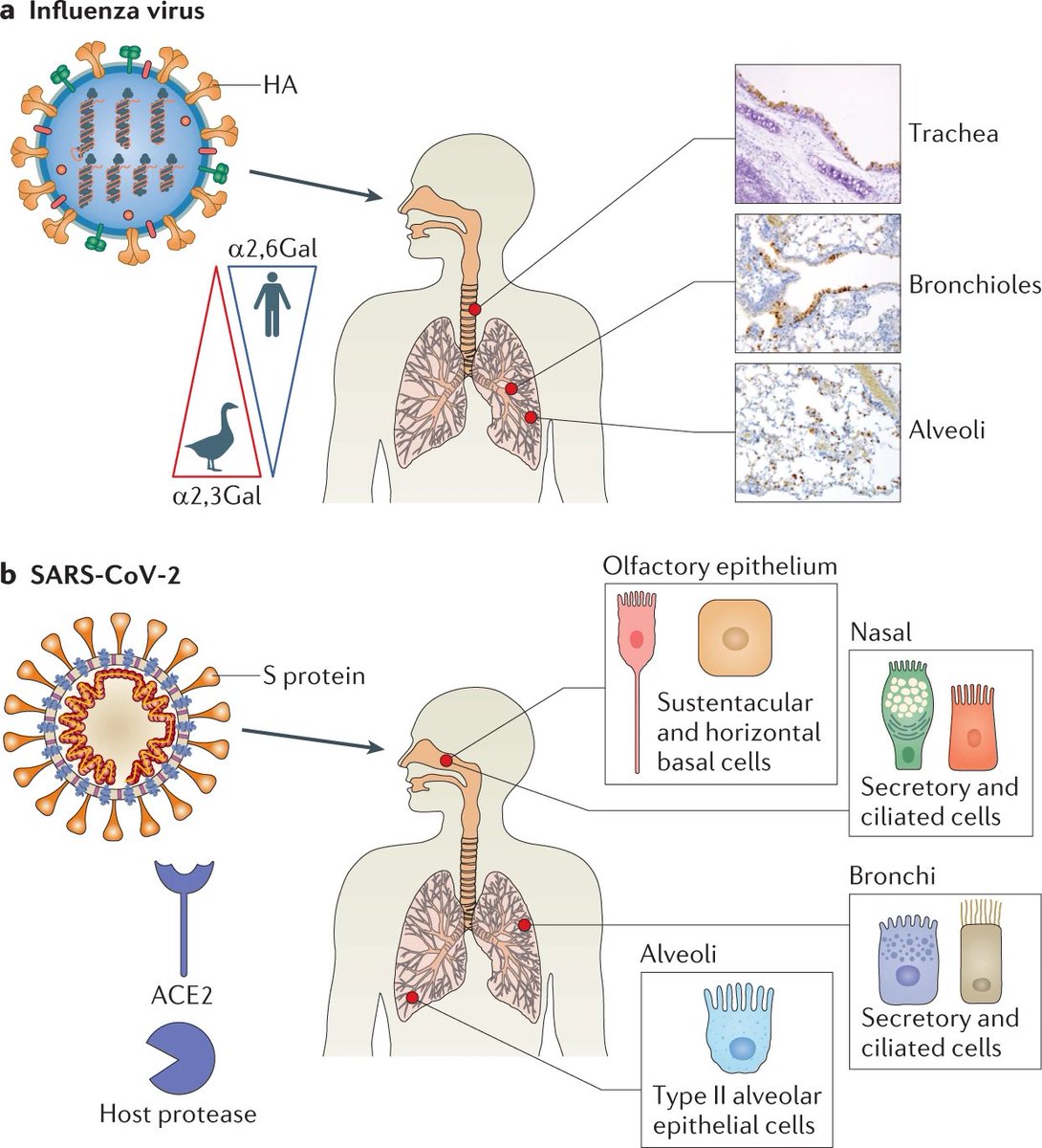 Influenza virus and SARS-CoV-2: pathogenesis and host responses in the resp...