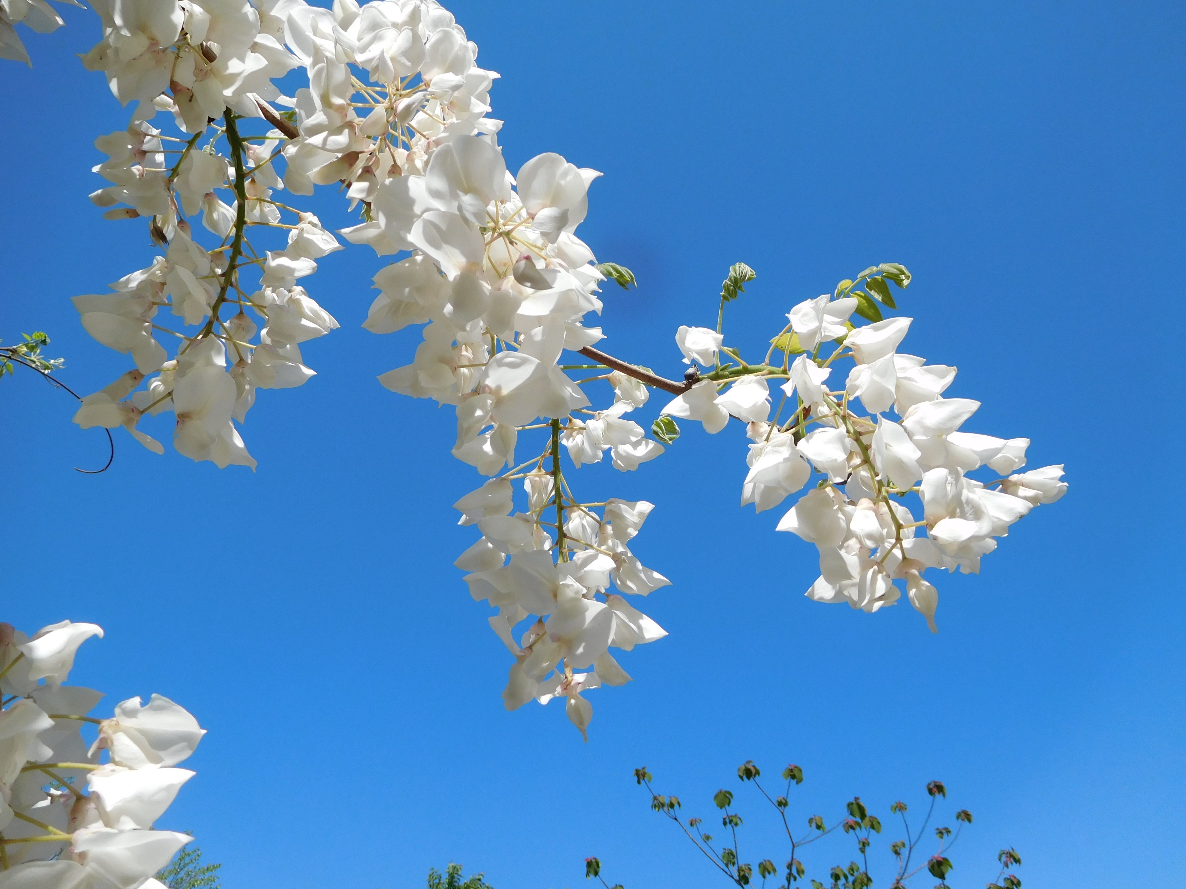تويتر ひろふみ いわた Hirofumi Iwata 身体改善 散歩 花鳥写真垢 على تويتر 令和3年4月7日 葉桜の撮影場所に白い 藤の花 が咲いていました 青空に白い花が 美しいです この写真を観て外出する勇気が出れば幸いです 花言葉 優しさ 歓迎 決して離れない 恋に酔う