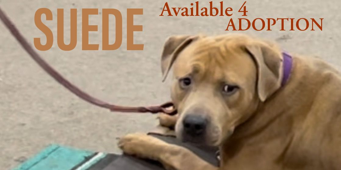 --We Welcome Suede to his training Program .... He is available for Adoption Thru Foster Pet Outreach !!!!  You may fill out an application at buff.ly/2zGEs6H
--Watch Videos of Suede's Progress Here!!!
--And feel free to share!!!!